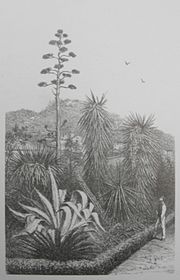 Gravure du jardin Huber représentant un homme regardant des agaves des palmiers et des cycas dans une pépinière.