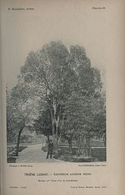 Un homme en costume sombre pose devant des arbres dans l'allée d'un parc.