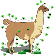 Llama with numbers.svg