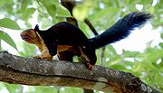 Écureuil géant de l'Inde dans un arbre
