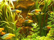 des poissons bigarés dans un aquarium planté