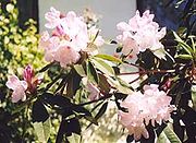 Palepinkrhododendron.jpg