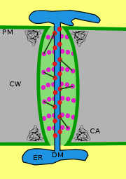 Plasmodesmata structure.svg