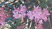 Purplerhododendron.jpg