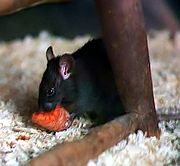 Un rongeur noir vu de profile et mangeant une carotte