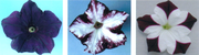 3 photos de fleurs de pétunia, chaque fleur étant collorées différement