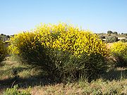  Un buisson de taille moyennes à petites fleurs jaunes
