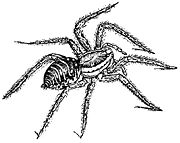 Dessin en noir et blanc représentant une grande araignée