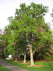 UC Davis arboretum - Sapium sebiferum.jpg