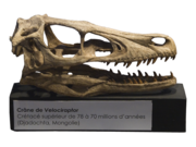 Velociraptor skull crâne.png