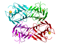 Structure crystallographique du tetramer du haricot sabre concanavalin A  (les monomers son colorés en cyan, vert, rouge, et magenta respectivement).  Les ions calcium et Manganese sont représentés comme des sphères en couleurs or et gris[1].