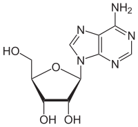 Structure de l'adénosine.