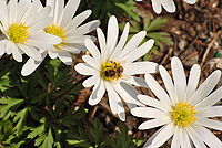 Anemone blanda white 2010-04-24.jpg