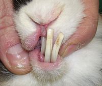 la bouche d'un lapin dont les dents ont considérablement poussées jusqu'à la hauteur du nez
