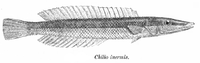 Cheilio inermis