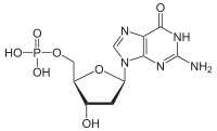 Le désoxyguanosine monophosphate