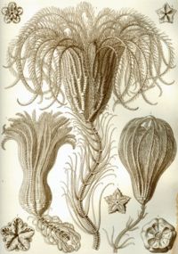 Haeckel Crinoidea.jpg