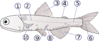 Lampanyctodes hectoris (Hector's lanternfish)2.png