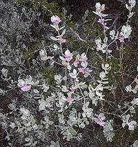 Leucophyllum frutescens en fleur