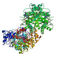 MTHFR d'E.coli. Image provenant de PDB:1ZPT