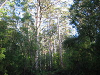 Forêt de karri, près de Pemberton, l'habitat favori du Mérion élégant.