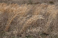 Prairie grass.JPG