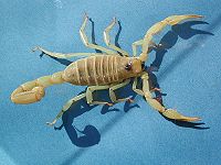 Skorpion fg01.jpg