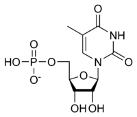 structure de la Thymidine monophosphate
