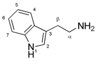Structure de la Tryptamine, un composé dérivé de l'indole.