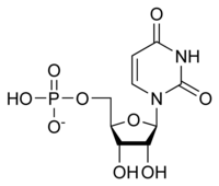 Structure de l'Uridine monophosphate