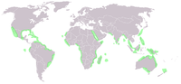 World map mangrove distribution.png