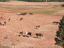 Troupeau de chevaux dans un parc clos. L'herbe est rareet laisse voir la couleur rouge de la terre ; un bassin sert d'abreuvoir en arrière-plan.