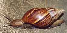 Un gros escargot à la coquille en spirale pointue, de couleur brun strié