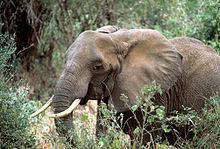 Une tête d'éléphant à très grandes oreilles