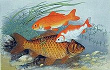 un gros poisson brun doré et deux plus petits rouges et blanc