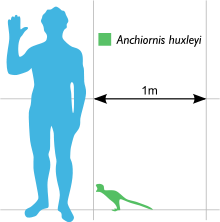 Anchiornis Huxleyi Scale.svg