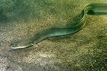 Anguille, poisson long et fin, photographiée dans l'eau claire sur fond sableux.