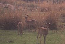 Antilope-tengrela.jpg
