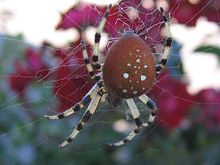 Araneus quadratus 3.jpg