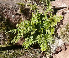 Asplenium adiantum-nigrum 141007.jpg