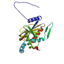 Structure d'une sous-unité de dihydrolipoamide S-acétyltransférase d’Azotobacter vinelandii consituant le noyau du complexe pyruvate déshydrogénase[1] ; PDB 1EAF.