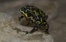 Atelopus limosus01.jpg