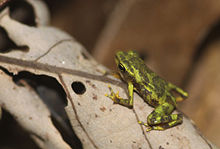 Atelopus limosus juvenile color form.jpg