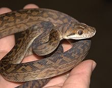 Australian scrub python (Morelia kinghorni), hatchling.jpg