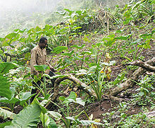 Fermier Bakweri dans son champ de cocoyam(province du Sud-Ouest)