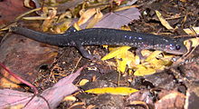 Baxter-creek-salamander-gsmnp1.jpg