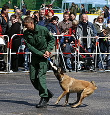 Beligischer Schaeferhund Belgian Shepherd Malinois.JPG