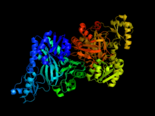 Sous-unité biotine carboxylase de l’acétyl-coenzyme A carboxylase d'E. coli.