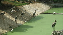 Bird pond-vandalur zoo-Tamil Nadu90.JPG