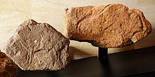"Photographie de blocs de pierre préhistoriques où sont gravés des bisons."